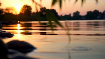 Gentle dawn light reflecting on the calm water surface with leaf and ripples video - Powered by Adobe