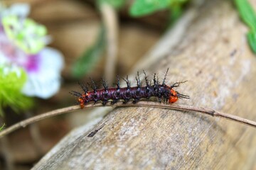 colorful insect on a tree branch