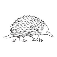Spine-covered Echidna Inherent Nature Soul - Echidna vector - Echidna Line art - Echidna Drawing - Vector Lineart of Echidna - echidna logo - echidna outline

