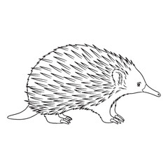 Ant-eating Echidna Ancient Aura Ambit - Echidna vector - Echidna Line art - Echidna Drawing - Vector Lineart of Echidna - echidna icon - outline of echidna

