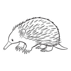 Unique Echidna Rare Trait Element - Echidna vector - Echidna Line art - Echidna Drawing - Vector Lineart of Echidna - echidna logo - echidna outline

