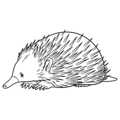 Mammal Echidna True Identity Phase - Echidna vector - Echidna Line art - Echidna Drawing - Vector Lineart of Echidna - echidna icon - outline of echidna

