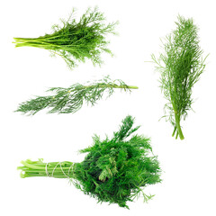 Fresh Dill Herb Bundle Isolated PNG