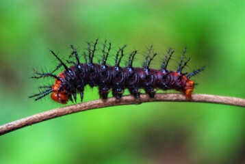 colorful insect on a tree branch