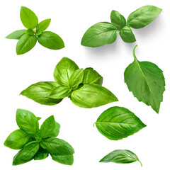 Fresh Basil Leaves and Sprigs PNG © Husaini