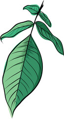 Walnut tree green leaves botanical illustration