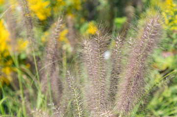 Obraz premium Summer meadow with grassy plant. Nature background. Grassland meadow. Autumn or fall natural plant. Grassy nature with dry grassy plant