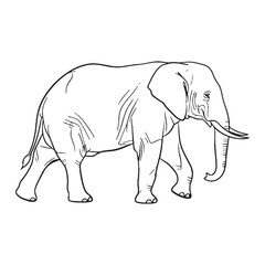 Colossal Elephant Body Anatomy Sketch - Elephant vector - Elephant Line art - Elephant Drawing - Vector Lineart of Elephant - elephant icon - outline of elephant

