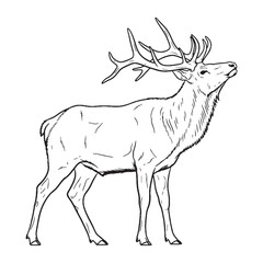 Strong Elk Physical Makeup Figure - Elk vector - Elk Line art - Elk Drawing - Vector Lineart of Elk - elk icon - outline of elk

