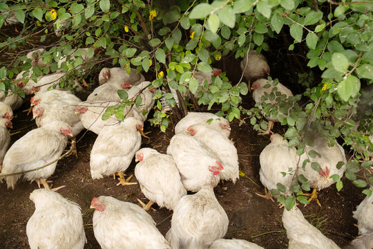 Flock of broiler chickens huddling together under green foliage, farm birds for meat production.