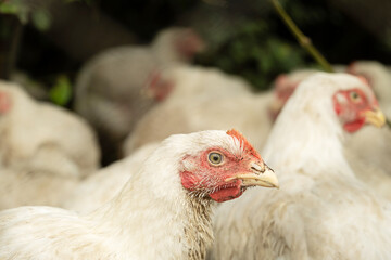 Close up of a white broiler chicken standing in a group.