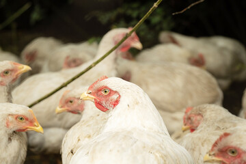 Many white chickens with red combs in a farm. Broiler poultry farming for meat production.