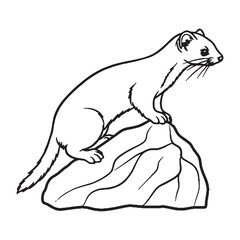 Pointed-face Ermine Essential Nature Glimpse - Ermine vector - Ermine Line art - Ermine Drawing - Vector Lineart of Ermine - ermine logo - ermine outline

