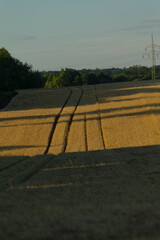A broad expanse of land dotted with numerous hay bales scattered throughout its surface, creating a...