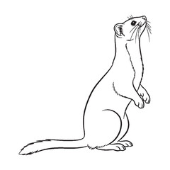 Lean Ermine Physical Makeup Figure - Ermine vector - Ermine Line art - Ermine Drawing - Vector Lineart of Ermine - ermine icon - outline of ermine

