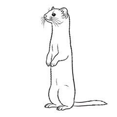 Northern Ermine Rare Trait Element - Ermine vector - Ermine Line art - Ermine Drawing - Vector Lineart of Ermine - ermine logo - ermine outline

