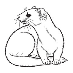 Quick Ermine True Identity Phase - Ermine vector - Ermine Line art - Ermine Drawing - Vector Lineart of Ermine - ermine icon - outline of ermine

