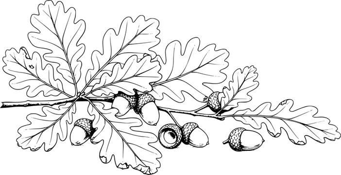 oak leaves and acorns, line art, black and white, detailed, naturalistic drawing, soft lighting

