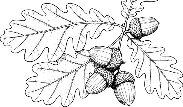 oak leaves and acorns, line art, black and white, detailed, naturalistic drawing, soft lighting

