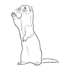Creeping Ferret Solid Ground Definition - Ferret vector - Ferret Line art - Ferret Drawing - Vector Lineart of Ferret - ferret logo - ferret outline

