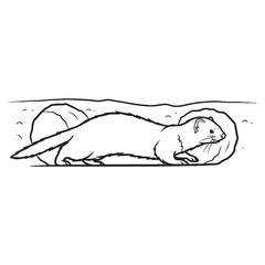 Small-carnivore Ferret Essential Nature Glimpse - Ferret vector - Ferret Line art - Ferret Drawing - Vector Lineart of Ferret - ferret logo - ferret outline

