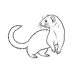 Obraz premium Flexible Ferret Resilience Capacity - Ferret vector - Ferret Line art - Ferret Drawing - Vector Lineart of Ferret - ferret icon - outline of ferret