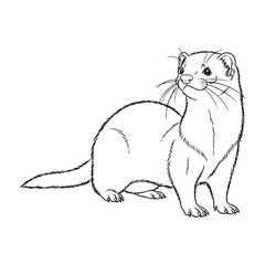 Agile Ferret Ancient Aura Ambit - Ferret vector - Ferret Line art - Ferret Drawing - Vector Lineart of Ferret - ferret icon - outline of ferret


