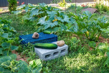Freshly picked vegetables from a lush, thriving garden, ready to eat or cook.