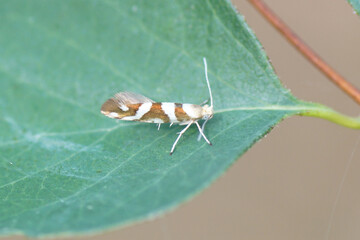 Argyresthia goedartella, the bronze alder moth. Family shiny head-standing moths, Argyresthiidae. On a leaf of Common Snowberry. Netherlands, July. 