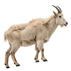 Majestic Mountain Goat:  Wild Animal Photography