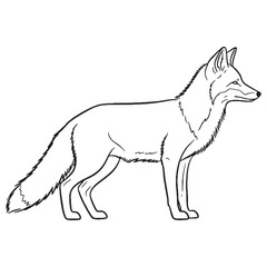 Scavenging Fox Essential Nature Glimpse - Fox vector - Fox Line art - Fox Drawing - Vector Lineart of Fox - fox logo - fox outline

