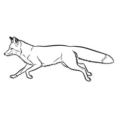 Elusive Fox Physical Makeup Figure - Fox vector - Fox Line art - Fox Drawing - Vector Lineart of Fox - fox icon - outline of fox


