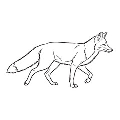 Vigilant Fox Ancient Aura Ambit - Fox vector - Fox Line art - Fox Drawing - Vector Lineart of Fox - fox icon - outline of fox

