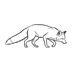 Fototapeta premium Sly Fox Body Anatomy Sketch - Fox vector - Fox Line art - Fox Drawing - Vector Lineart of Fox - fox icon - outline of fox