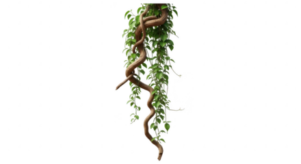 Twisting vine with green leaves hanging down isolated isolated on transparent background