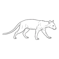 Ring-tailed Fossa Defining Attribute Mark - Fossa vector - Fossa Line art - Fossa Drawing - Vector Lineart of Fossa - fossa logo - fossa outline

