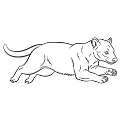 Weasel-like Fossa Physical Makeup Figure - Fossa vector - Fossa Line art - Fossa Drawing - Vector Lineart of Fossa - fossa icon - outline of fossa


