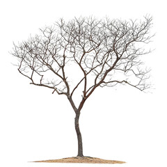 Fototapeta premium Rain Tree isolated on a transparent background