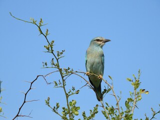 Fototapeta premium An Eurasian roller in the Tarangire national park