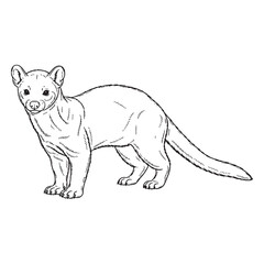Arboreal Fossa Inherent Nature Soul - Fossa vector - Fossa Line art - Fossa Drawing - Vector Lineart of Fossa - fossa logo - fossa outline

