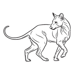 Cat-like Fossa True Identity Phase - Fossa vector - Fossa Line art - Fossa Drawing - Vector Lineart of Fossa - fossa icon - outline of fossa

