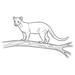 Madagascar Fossa Carnivore Type - Fossa vector - Fossa Line art - Fossa Drawing - Vector Lineart of Fossa - fossa logo - fossa outline

