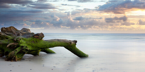 Drift wood on Lighhouse Beach, Ballina, Australia
