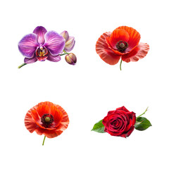 set of flowers collection isolated  on white background