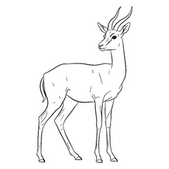 Sun-kissed Gazelle Essential Nature Glimpse - Gazelle vector - Gazelle Line art - Gazelle Drawing - Vector Lineart of Gazelle - gazelle logo - gazelle outline

