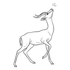 Elusive Gazelle Physical Makeup Figure - Gazelle vector - Gazelle Line art - Gazelle Drawing - Vector Lineart of Gazelle - gazelle icon - outline of gazelle


