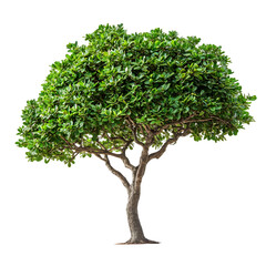 Obraz premium Sandalwood Tree isolated on a transparent background 