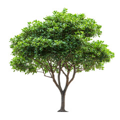 Obraz premium Sandbox Tree isolated on a transparent background