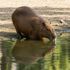 wild boar in the water