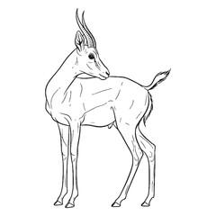 Lithesome Gazelle African Creature Type - Gazelle vector - Gazelle Line art - Gazelle Drawing - Vector Lineart of Gazelle - gazelle logo - gazelle outline

